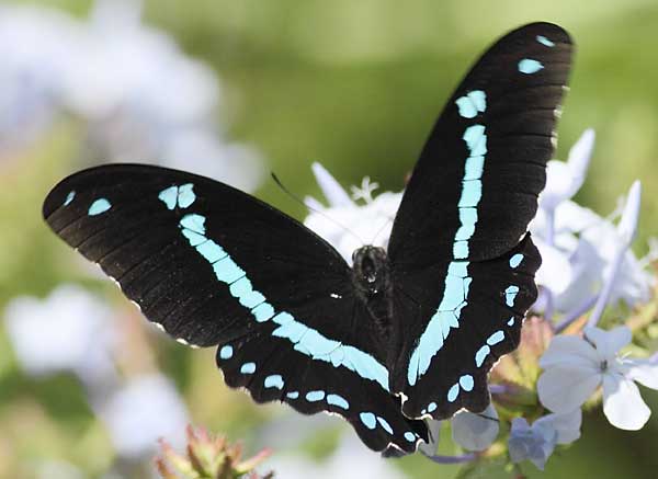 Blue banded swallowtail butterfly on flower