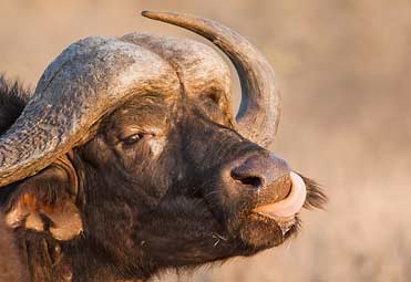 Buffalo bull licking its nose, Kruger National Park