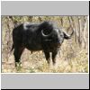 Buffalo bull, Chobe National Park, Botswana.