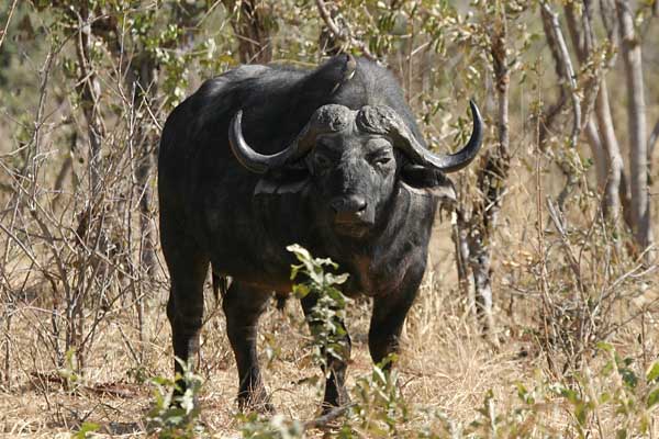 Buffalo bull standing in thick scrub