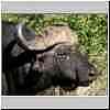 Buffalo bull close-up, side view