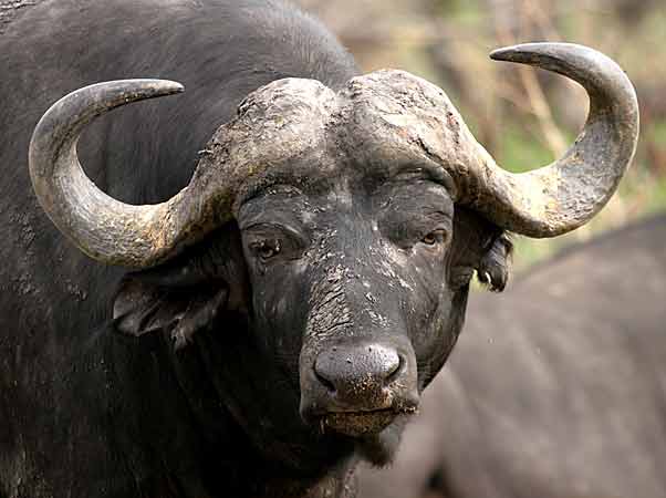 Buffalo Bull, close-up