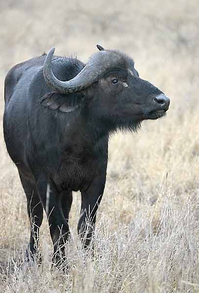 Young Buffalo Bull, Kruger National Park