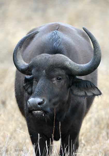 Young Buffalo bull (Syncerus caffer) front-on view, Kruger National Park
