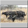 Bachelor herd of young buffalo bulls, Kruger National Park, South Africa