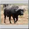 Buffalo bull walking, Kruger Park South Africa