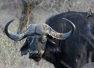 buffalo with oxpecker, kruger national park, South Africa