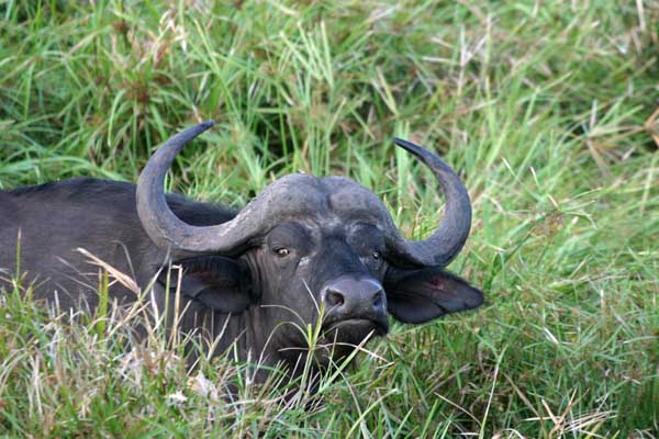 Buffalo bull in long grass