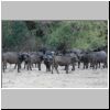 Buffalo herd, Lower Zambezi National Park, Zambia