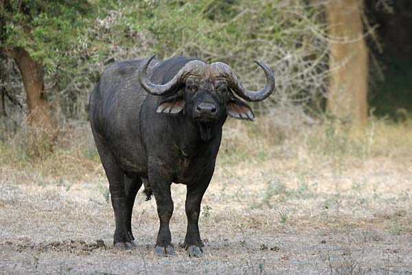 Buffalo Bull, front view