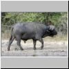 Buffalo bull, side view, Lower Zambezi National Park, Zambia