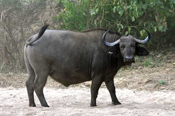 Young buffalo bull