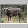 Buffallo bull giving a surly stare, Umfolozi Game Reserve, S Africa 