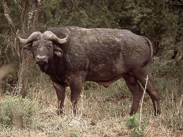 buffalo bull, side view