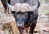 Photo of buffalo's horns, Kruger Park, South Africa