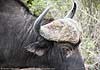 Close-up photo of buffalo, Kruger Park, South Africa