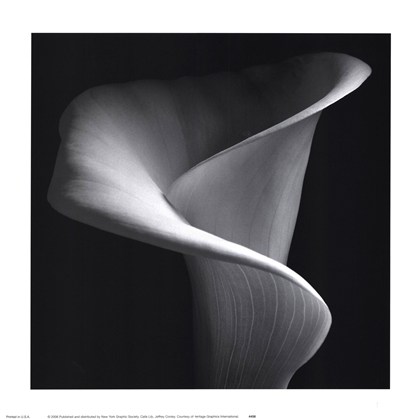 Black and white art print of Calla Lily