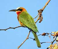 Whitefronted bee-eater