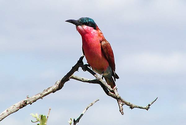 Picture of carmine bee-eater