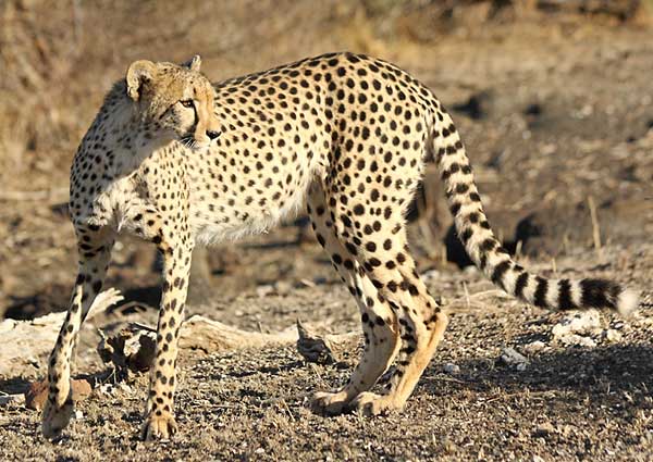 Cheetah full-figure side on