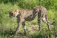 Cheetah walking, Sabi Sand Game Reserve