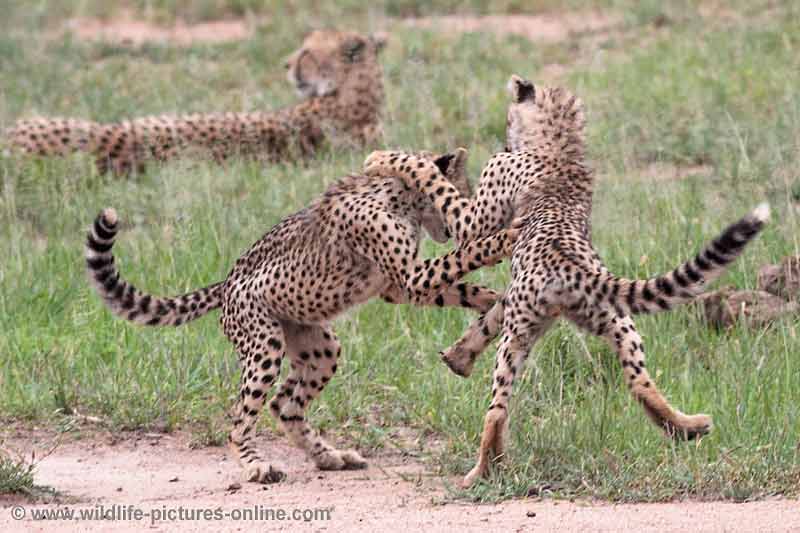 Young cheetas learn attack skills
