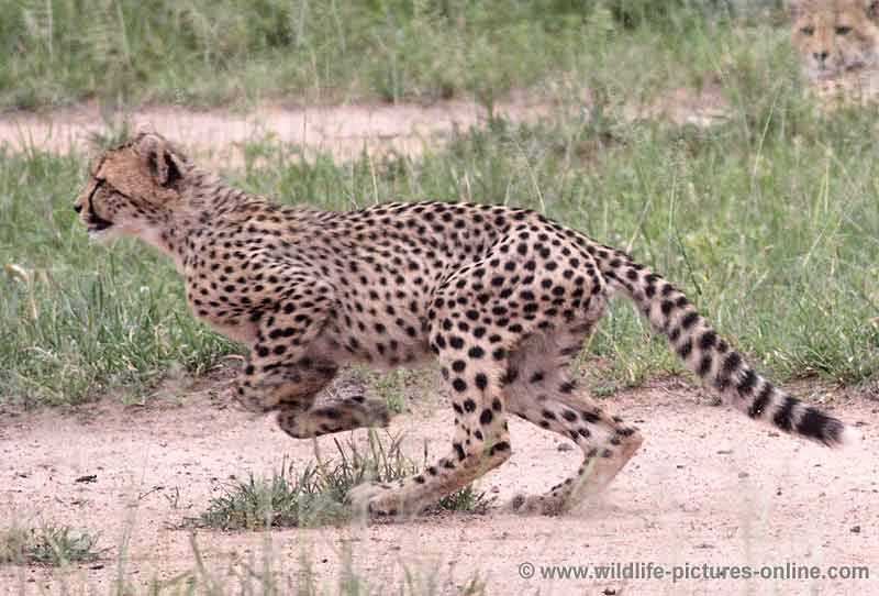 Cheetah cub practising quick, short sprint