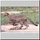 cheetah cubs practise survival skills