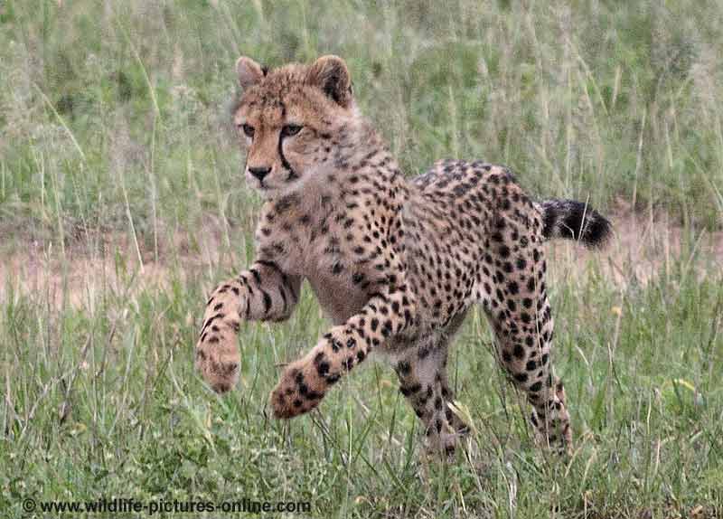 Cheetah cub practicing the pounce