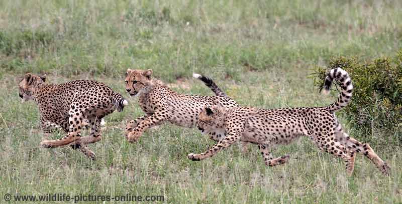 Young  cheetah honing hunting techniques