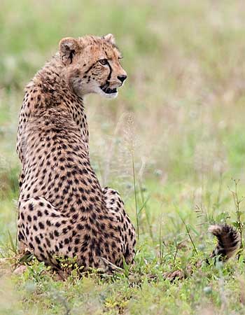 Young cheetah on alert, Kruger National Park