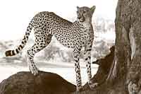 Cheetah on tree stump, Mashatu Game Reserve