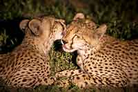 Cheetah pair grooming each other