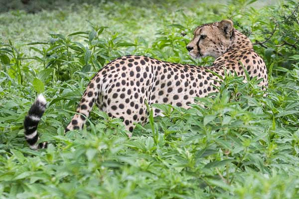 Cheetah in summer vegetation, Mashatu Game Reserve