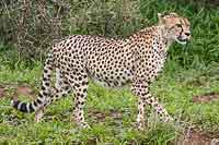 Cheetah on the hunt, Mashatu Game Reserve
