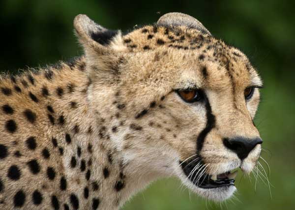 Cheetah portrait, three-quarter view
