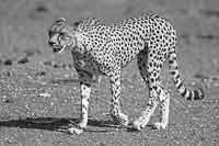 Cheetah in black and white, Mashatu Game Reserve