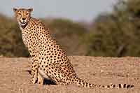 Cheetah scanning for prey and predators
