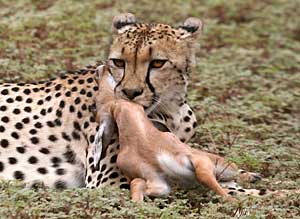 Cheetah gripping young impala by throat, Botswana