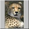 Young cheetah looking at camera