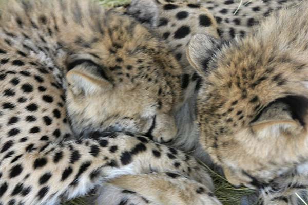 cheetahs at play