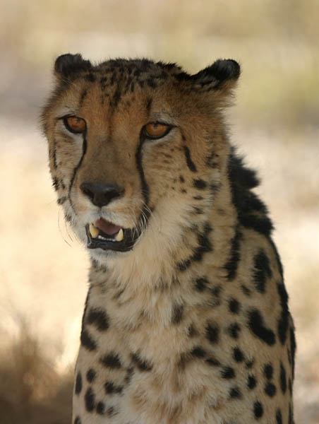 Portrait of King Cheetah