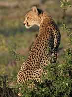Cheetah on its haunches