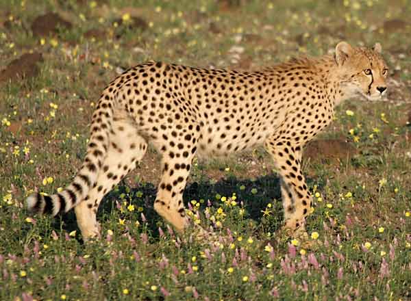Cheetah walking through flowers, side-view