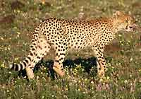 Young cheetah walking, Mashatu Game Reserve, Botswana