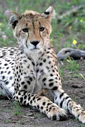 Young cheetah at rest, Mashatu Game Reserve, Botswana