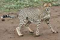 Cheetah sensing danger, Mashatu Game Reserve