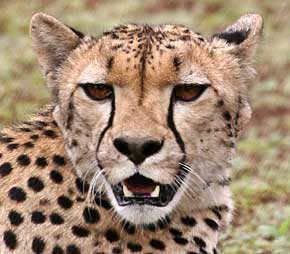 Cheetah head shot showing tear marking