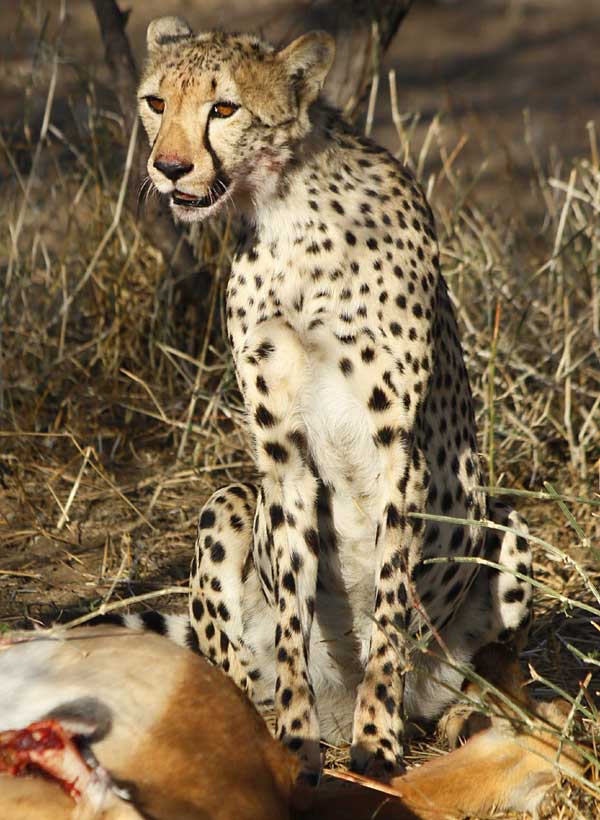 Cheetah with Impala Kill