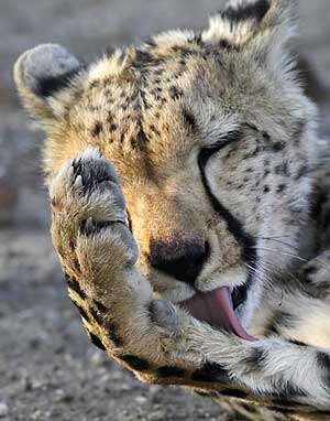 Cheetah grooming and licking front paw